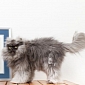 Colonel Meow Breaks Record for Longest Hair on a Cat