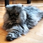 Colonel Meow, Famous Sourpuss Cat, Has Died