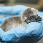 Columbus Zoo in the US Welcomes Three Baby Penguins