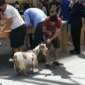 Comedian Mark Malkoff Brings a Goat in the Apple Retail Store