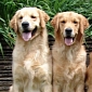 Comfort Dogs Help Community Cope with the Sandy Hook Shooting