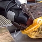 Commercial Diver's Hand Gets Stuck in Monkfish's Mouth