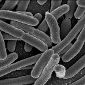 Common E. Coli Infections Can Have Long-Term Effects