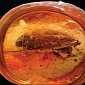 Common European Cockroach Originated in North America
