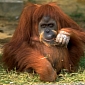 Company Fined $30M (€22.07M) for Destroying Orangutan Habitat