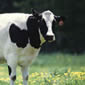 Completed Genome Set to Transform the Cow