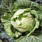 Compound Derived from Cabbage, Broccoli Acts as Radiation Protector