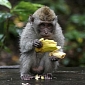 Concerned Zoo Bans Monkeys from Eating Bananas