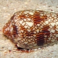 Cone Snail Venom Used to Create Powerful Painkillers