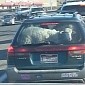 Confused Sheep Take a Ride in the Back of a Subaru – Photo