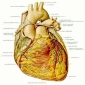 Congenital Heart Defects Could Soon Be Treated