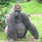 Congolese Forest Gorillas Are Safe Again