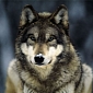 Conservationists File Lawsuit to Save Endangered Alaskan Wolf