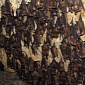 Conservationists Help Bats Grow Accustomed to Their New Man-Made Cave