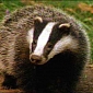 Conservationists Outraged as UK Government Plans to Kill 100,000 Badgers