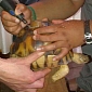 Conservationists Tattoo Tortoises to Make Them Less Appealing to Traffickers