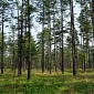 Conservationists from Military Bases Are the Longleaf Pine's Heroes