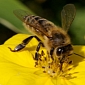 Contaminated Pollen Is Killing Bees by the Millions