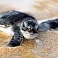 Cop Saves Nearly 100 Baby Sea Turtles