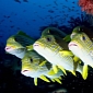 Coral Reef Fish Can't Find Their Homes Because of Noise Pollution Caused by Boats