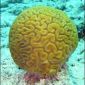 Coral Reefs: Beautiful but Fragile