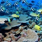 Coral Reefs Proven to Be More Resilient than We Thought