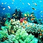Coral Reefs Risk Being Destroyed by the End of This Century