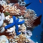 Coral Reefs Shelter More Species than Previously Thought