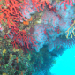 Coral Reef Status Points at Future Mass Extinctions