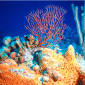 Coral Reefs to Die When Atmospheric CO2 Doubles