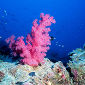 Corals Exhibit Tendency to Move North
