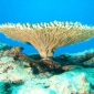 Corals Hate Sand