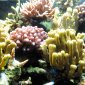 Corals Have More Genes Than Humans