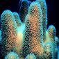 Corals May Be Able to Survive Human Influence