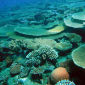 Corals Outsmarted Global Warming