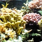 Corals “Summon” Fish When Attacked by Toxic Seaweed