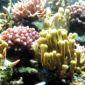 Corals Switch Skeleton Material as Seawater Changes