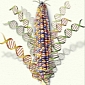 Corn Genome Revealed in Exquisite Detail