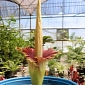 Corpse Flower: World's Largest and Smelliest Flower Blooms