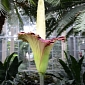 Corpse Flower in Washington, DC Smells Better Dead than Alive