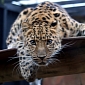 Costa Rica Announces Plans to Close All Government-Funded Zoos