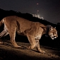 Cougar Caught on Camera in Front of the Hollywood Sign