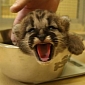 Cougar Cub Thriving at Zoo Salzburg in Austria