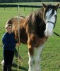 Could This Turn into the World's Largest Horse?