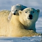 Counting Polar Bears Around Kara Sea Now a Valid Career Option