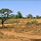 Countries Launch Anti-Desertification Campaign in the Sahel Region