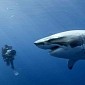 Court Rules Western Australia's Shark Cull Can Continue