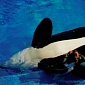 Court: SeaWorld Trainers Must Not Interact with Whales During Performances