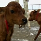 Cow Quadruplets Born on Farm in Cuba