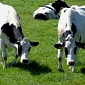 Cows Have a Humongous Ecological Footprint, Researchers Say